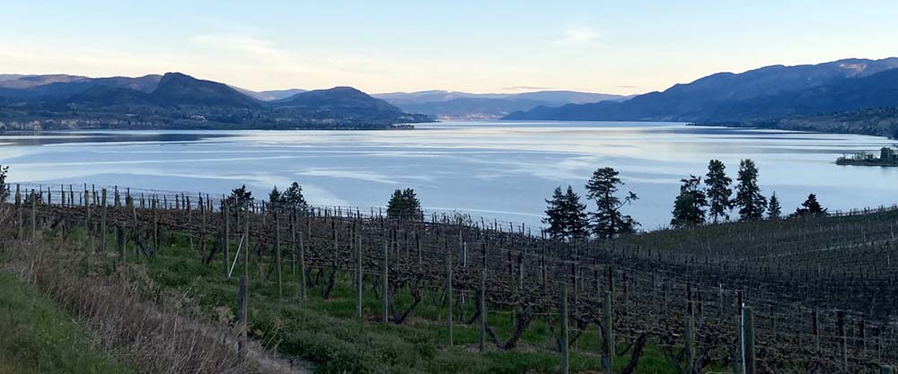 Photo of Penticton vineyard with lake in horizon